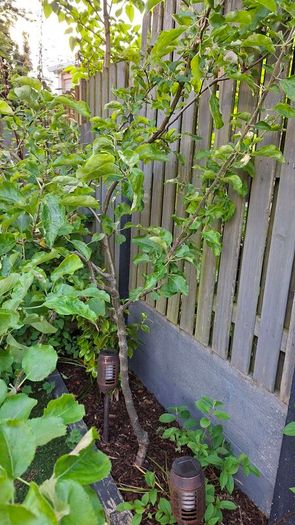 Free Trees / Shrubs