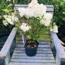Japanese maples and Native irish Trees & Shrubs Image 2