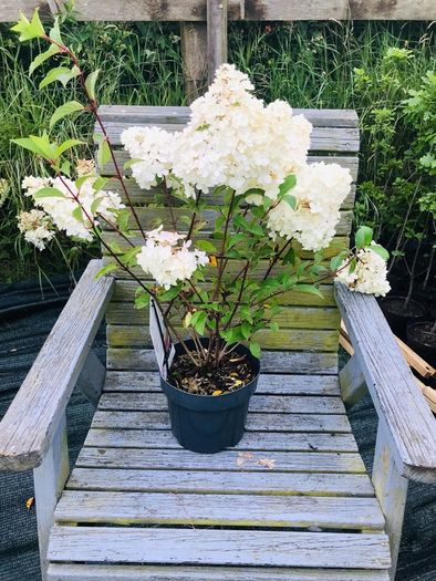Japanese maples and Native irish Trees & Shrubs