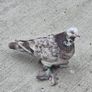 Pet pigeon for sale Image 4