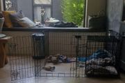 Dog Pen