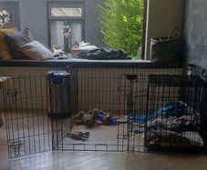 Dog Pen
