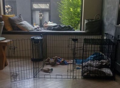 Dog Pen