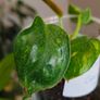 Philodendron Green Congo Hybrid ( Nuclear) Image 8