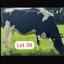 Radney Proven Protein Sale Image 4