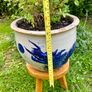 Potted Salvia Hot Lips Image 3