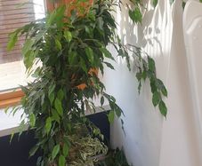 house plants
