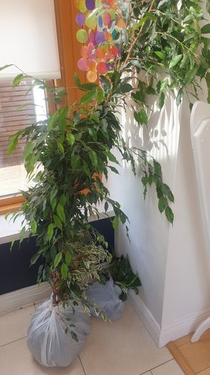 house plants