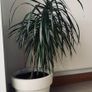 Plant Image 7
