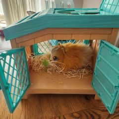 my little live pet
