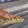 beswick pheasants Image 6