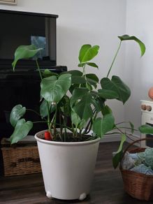 Large monstera swiss cheese plant