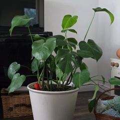 Large monstera swiss cheese plant