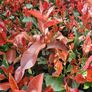Red Robin Hedging TWO EUROS Image 5