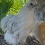 silkie cross pullets x3 Image 3