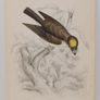 Yellow Crested Flat Bill William Jardine 1838 Image 3
