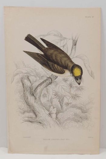Yellow Crested Flat Bill William Jardine 1838