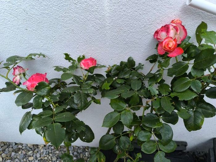 garden plants