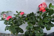 garden plants