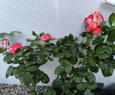 garden plants