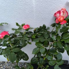 garden plants