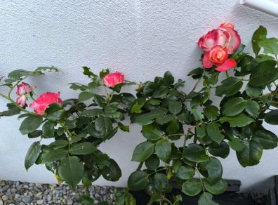 garden plants