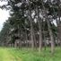 Asica