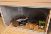 terrarium