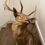 Fallow buck deer stag shoulder mount taxidermy 2 Image 7