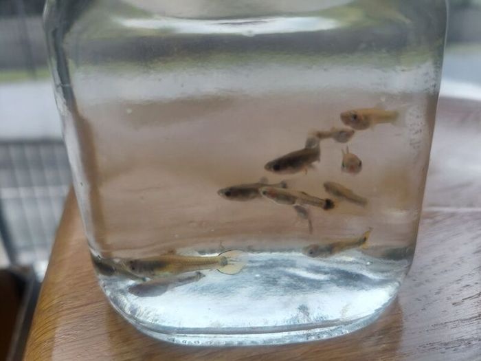 Fish