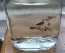 Fish