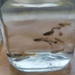 Fish