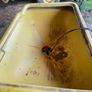 Fertiliser spreader Image 2