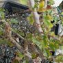 Native Irish Hawthorn Bonsai #3 Image 6