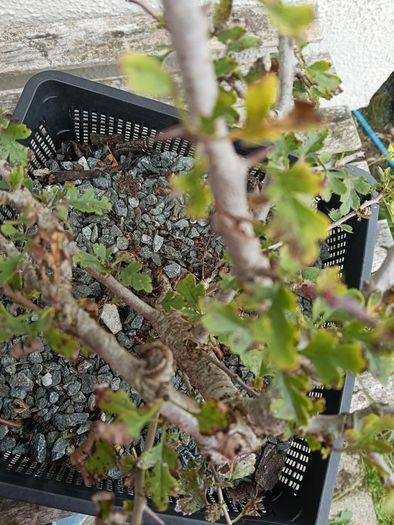 Native Irish Hawthorn Bonsai #3