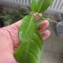 Kaffir lime tree House plant Image 3