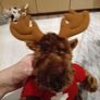 Mooslet by Gund Image 6