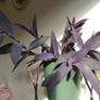 Tradescantia pallida purple jew plant in the ceramic pot Image 6