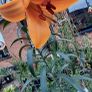 African Queen Lily bulb - 2 available Image 9