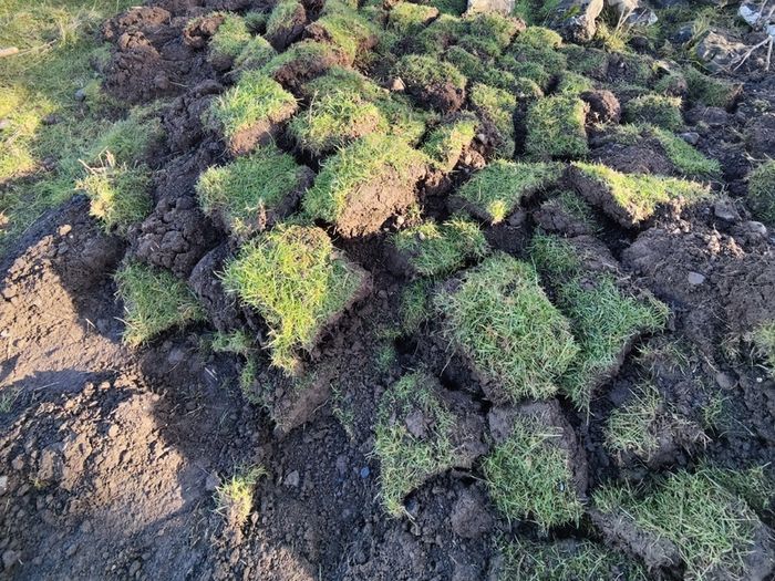 Grass covered soil