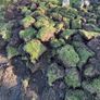 Grass covered soil Image 4