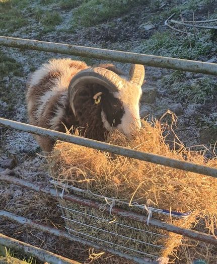 purebred jacob Ram