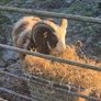 purebred jacob Ram Image 2
