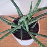 Healthy Sansevieria Cylindrica (African Spear) in Ceramic Pot Image 2
