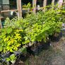 Potted Native Trees and Shrubs Image 7
