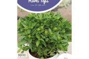 Pot Basil Bascuro Greek Dark Green Seeds 1.5g | Sow March - July