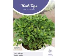 Pot Basil Bascuro Greek Dark Green Seeds 1.5g | Sow March - July