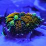 Circus bounce mushroom Image 3