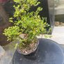bonsai Image 2