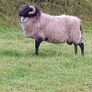 2 Hogget Rams. Texel and blackface Image 2